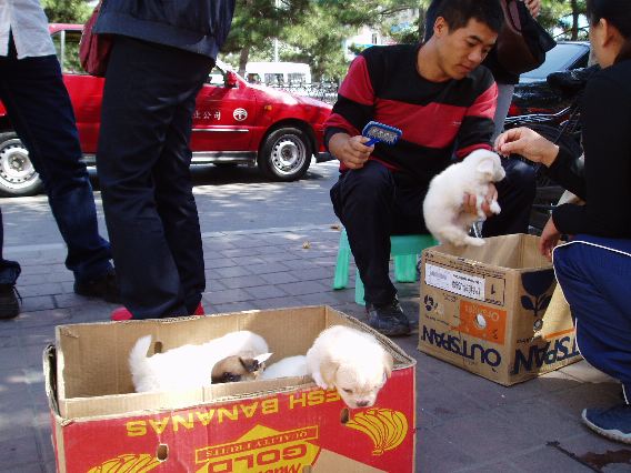 changchun dog dealer