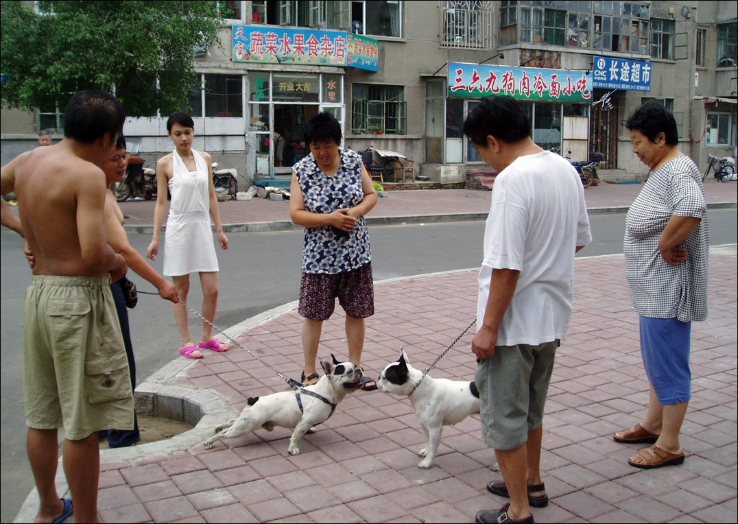 changchun dogs