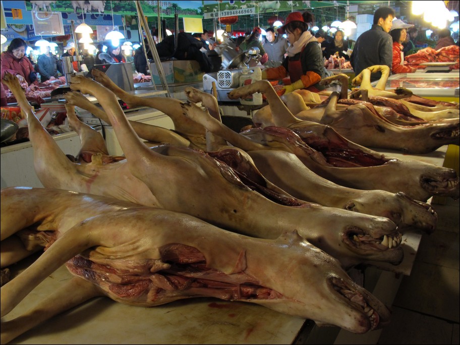 changchun skinned dogs